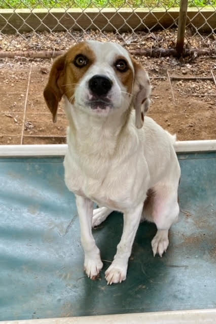 SPCA NOVA Adoption Fair