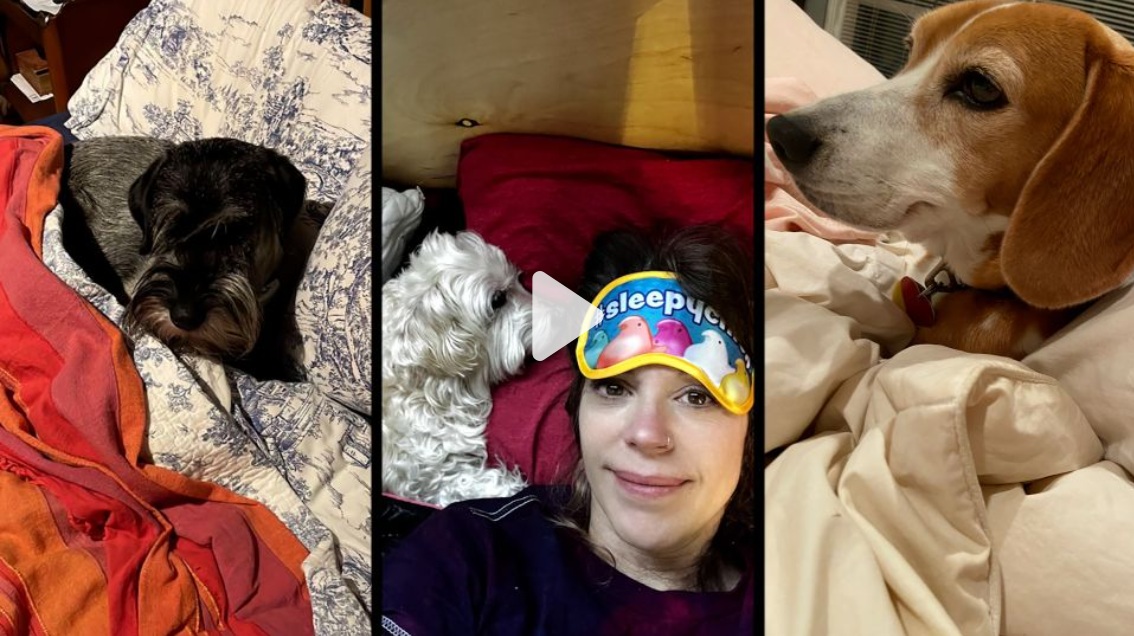 CNN Sleeping With Your Dog Image CNN Sleeping With Your Dog Image