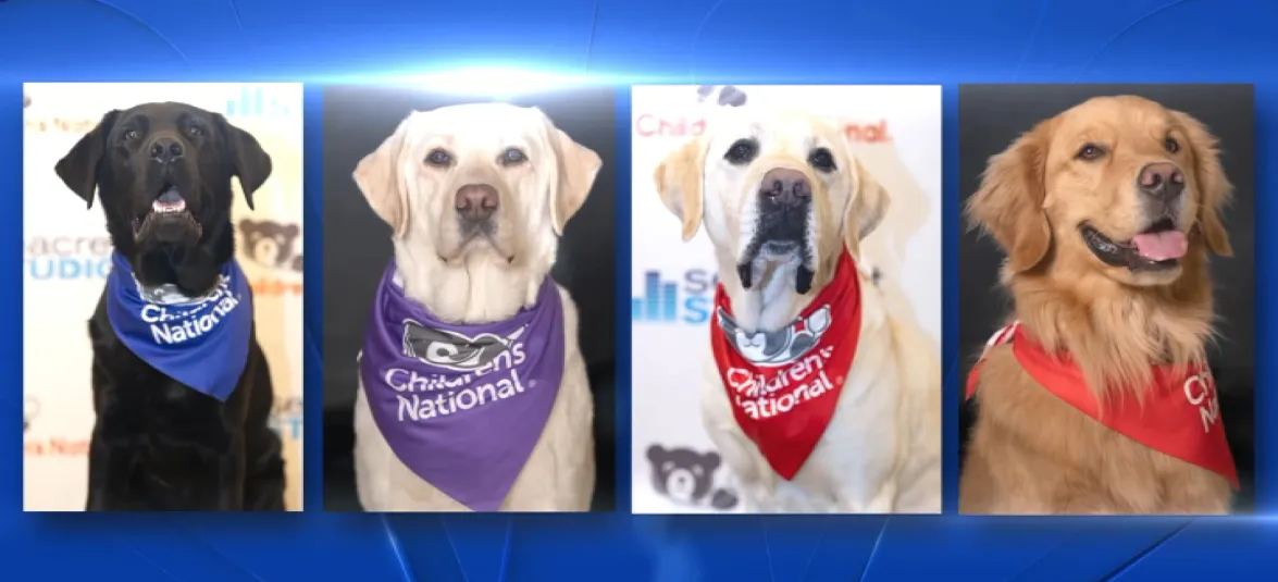Children's National Hospital Dogs Children's National Hospital Dogs