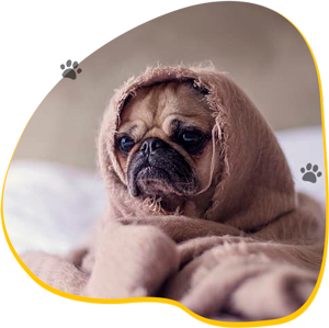 SPCA of Northern Virginia | Weber&rsquo;s Pet Supermarket