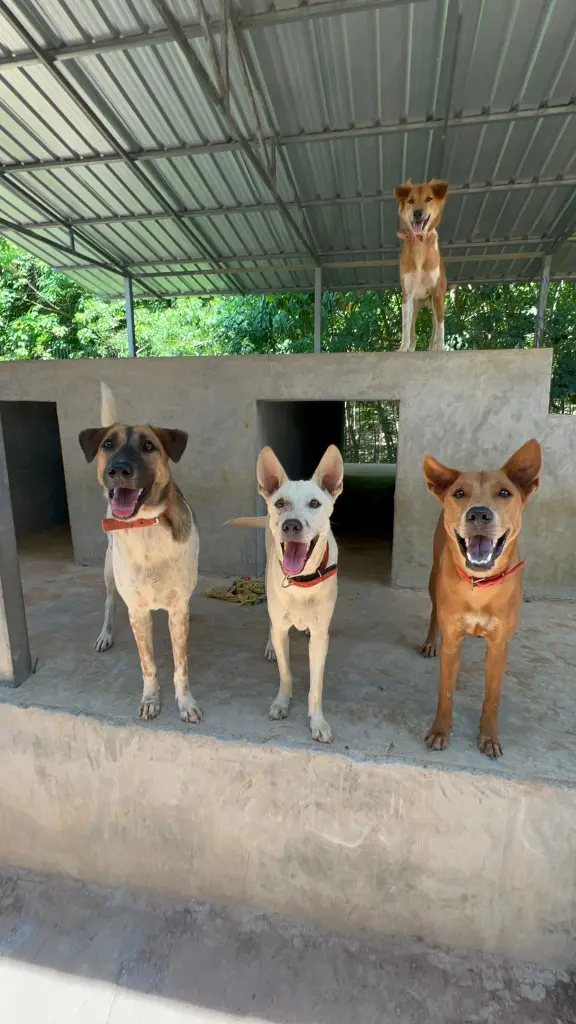 Rescued street dog looking up at caregiver