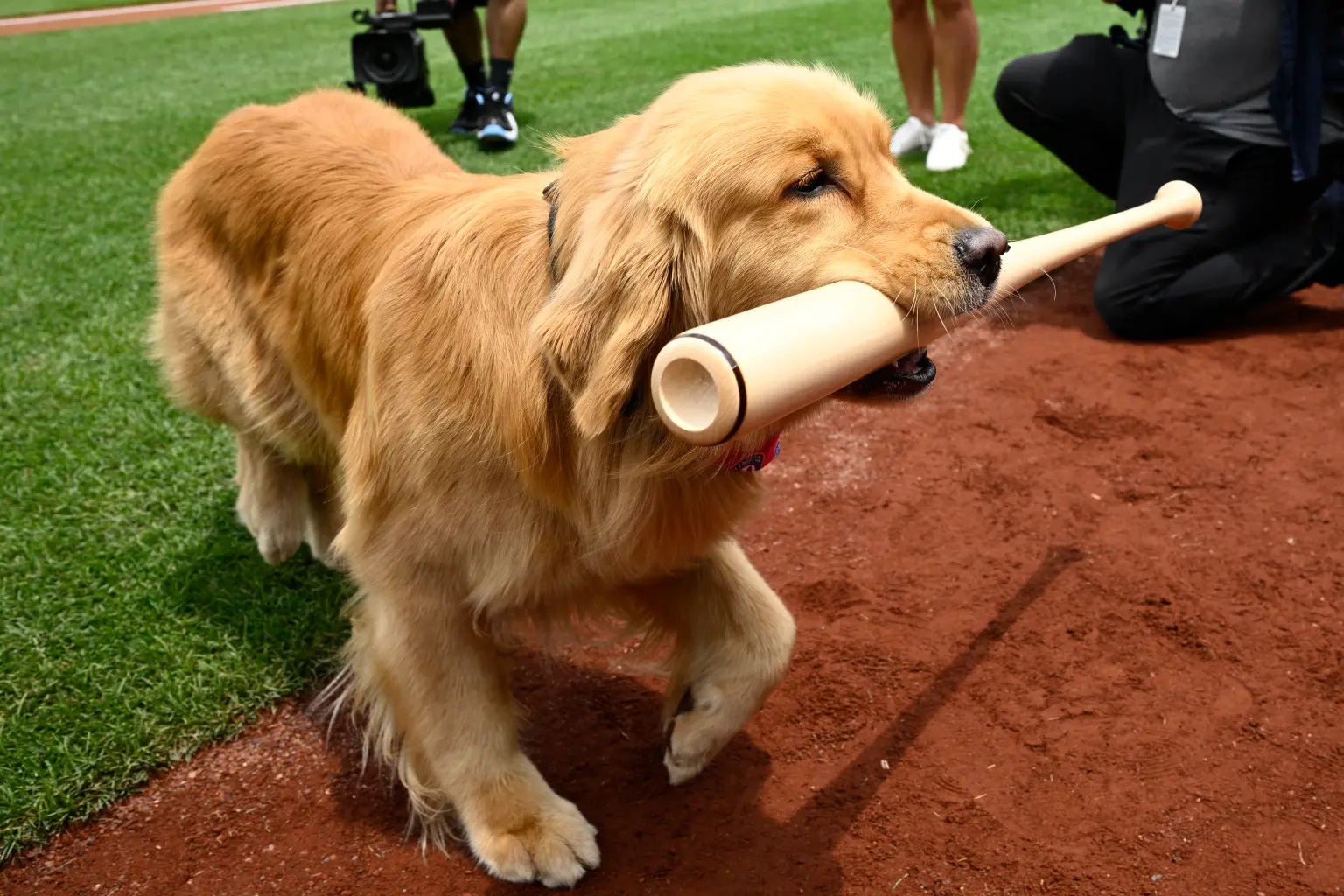 Nationals Bat Dog Bruce Nationals Bat Dog Bruce