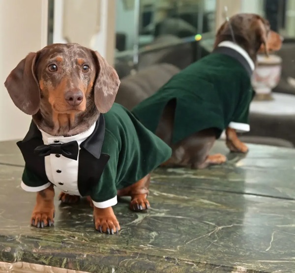 Dachshund Death Case Dachshund Death Case
