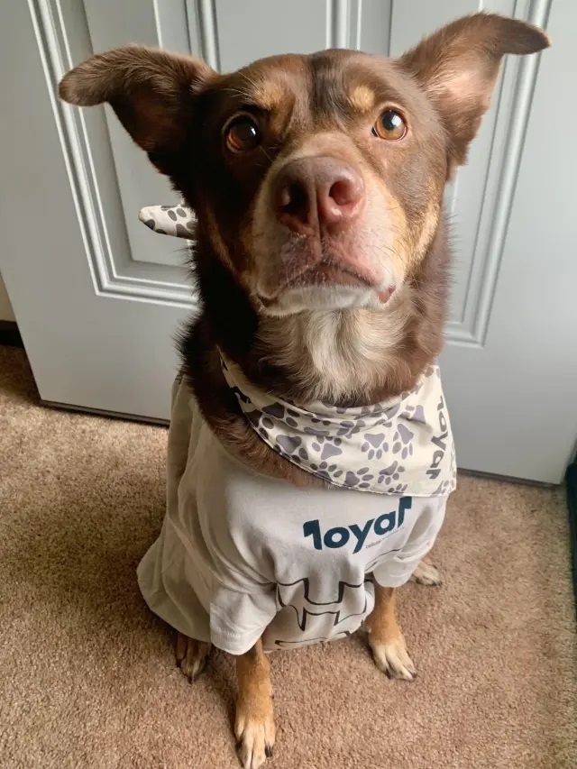 Loyal Anti-Aging Dog