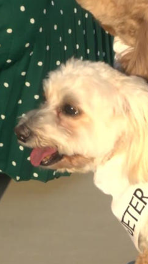 Selma Unified Dog Jeter Selma Unified Dog Jeter
