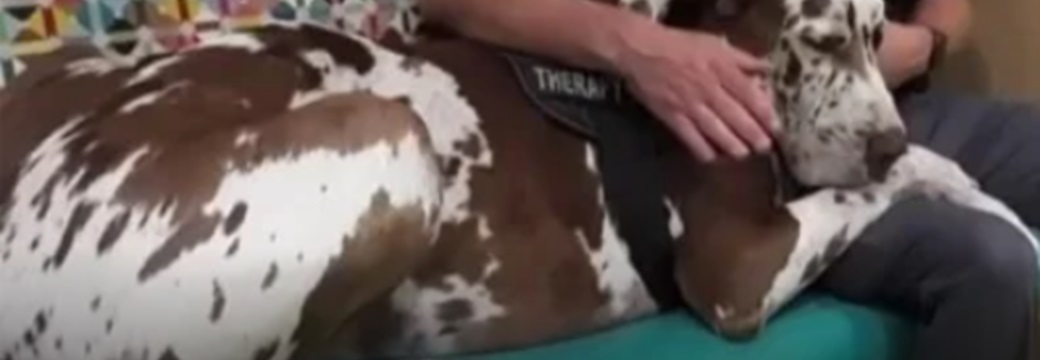 Trooper The Great Dane Trooper The Great Dane