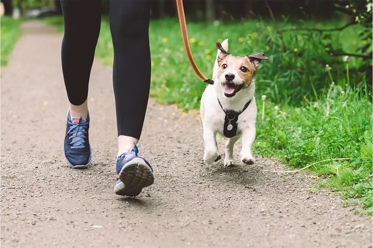 NoVA Animal Shelters NoVA Animal Shelters