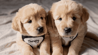 2 Golden Retriever puppies wearing therapy vests