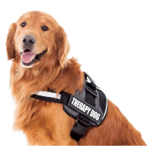 Golden Retriever Therapy Dog