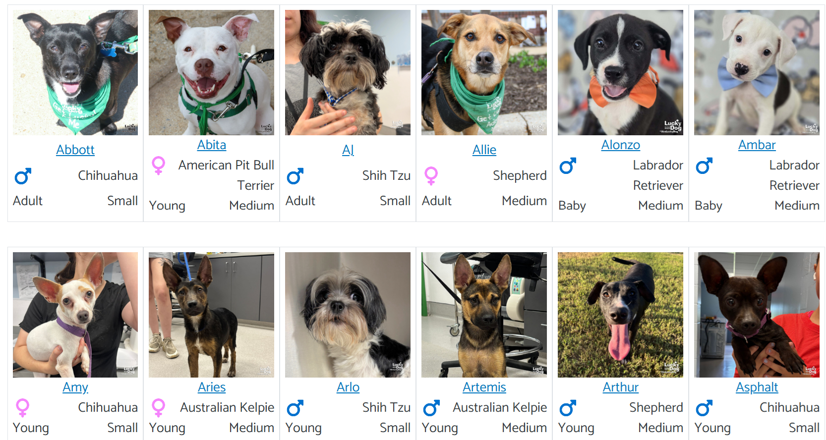 12 dog images available for adoption
