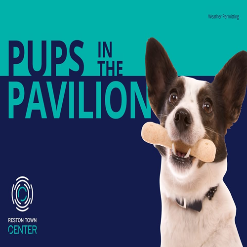 Pups In The Pavilion Image