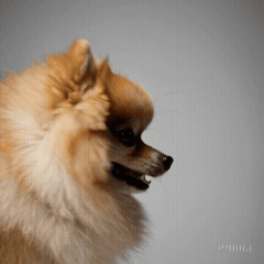 Pomeranian
