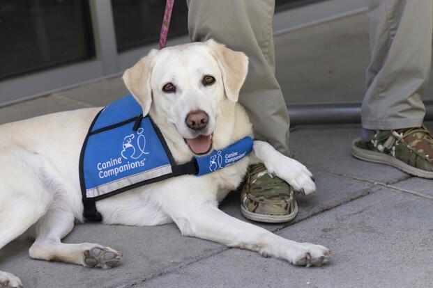Veteran with service dog