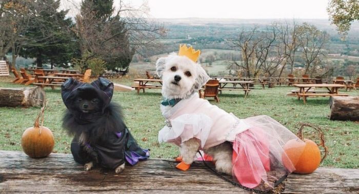 Howl-O-Ween Dog Costume Contest &mdash; Dirt Farm Brewing, Bluemont
