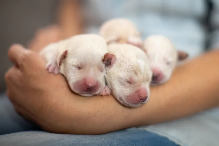 Newborn Lab Puppies