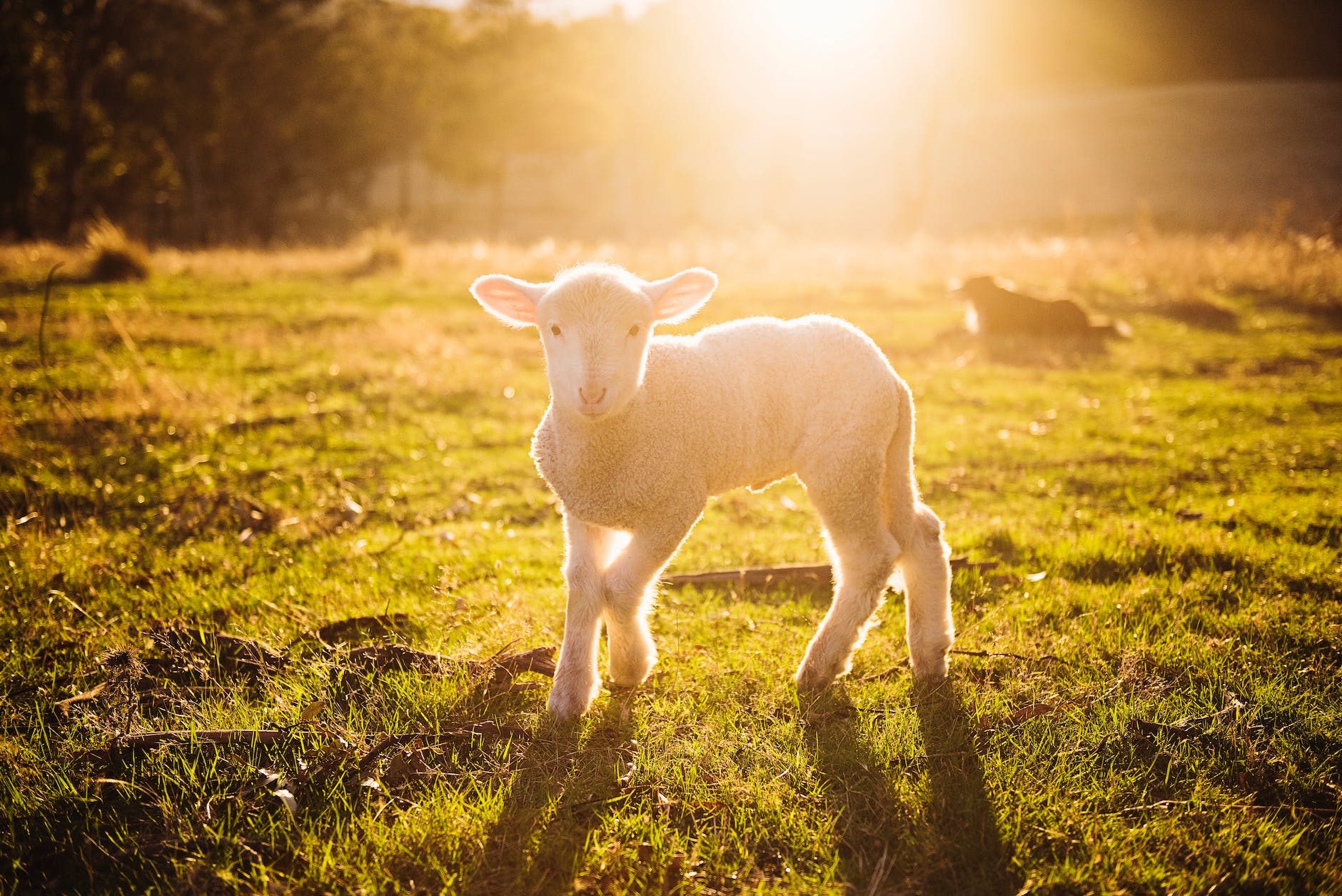 Fall Fiber Festival & Sheep Dog Trials &mdash; Montpelier Station