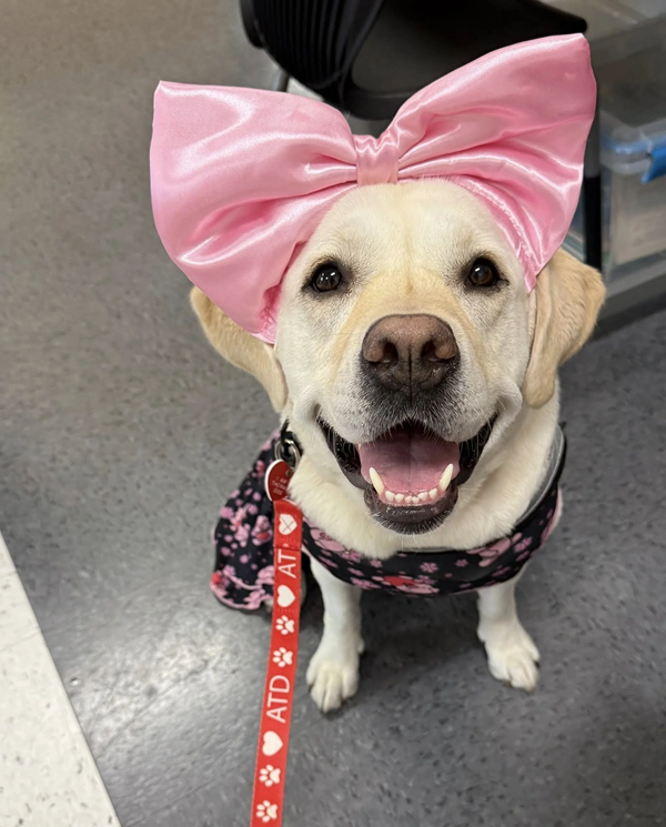 Manassas therapy dog
