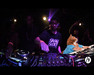 Live DJ