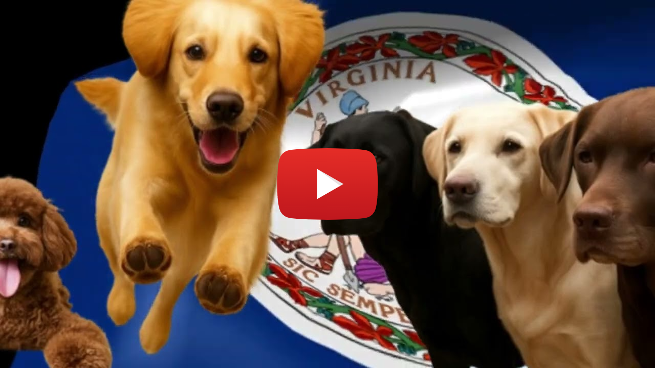 DaVinci Digest Google Ad YouTube Video 30 Seconds